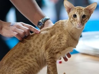 Chat mandarin